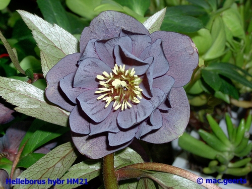 helleborus hybr